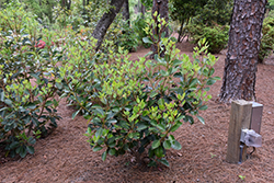 Evergreen Rose Hazel (Rhodoleia henryi) at Lakeshore Garden Centres