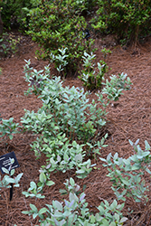 Woodlander's Blue Dusty Zenobia (Zenobia pulverulenta 'Woodlander's Blue') at Lakeshore Garden Centres
