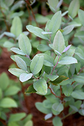 Woodlander's Blue Dusty Zenobia (Zenobia pulverulenta 'Woodlander's Blue') at Lakeshore Garden Centres