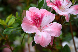 Pink Lace Azalea (Rhododendron 'Pink Lace') at Lakeshore Garden Centres