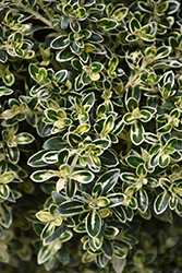 Variegated Serissa (Serissa japonica 'Variegata') at Lakeshore Garden Centres
