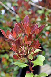 Redbird Indian Hawthorn (Rhaphiolepis indica 'sPg-3-003') at Lakeshore Garden Centres