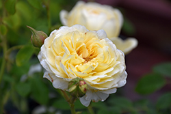 Claire Austin Rose (Rosa 'Ausprior') at Lakeshore Garden Centres