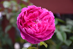 Young Lycidas Rose (Rosa 'Ausvibrant') at Lakeshore Garden Centres