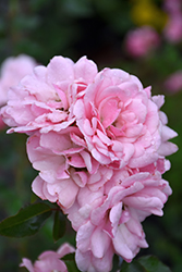 Bonica Rose (Rosa 'Meidomonac') at Lakeshore Garden Centres