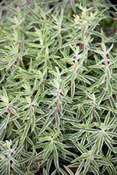 Variegated Carpet Sedum (Sedum lineare 'Variegatum') at Lakeshore Garden Centres