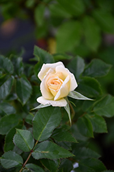 Sunblaze Bridal Rose (Rosa 'Meilmera') at Lakeshore Garden Centres