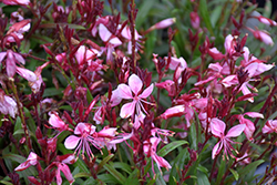 Belleza Compact Light Pink Gaura (Gaura lindheimeri 'KLEGL06261') at Lakeshore Garden Centres