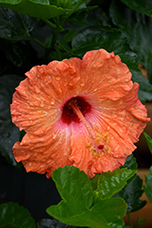Mandarin Wind Hibiscus (Hibiscus rosa-sinensis 'Mandarin Wind') at Lakeshore Garden Centres