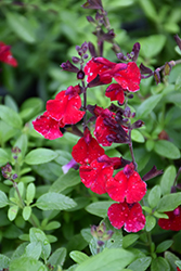 Mirage Cherry Red Autumn Sage (Salvia greggii 'Balmircher') at Lakeshore Garden Centres