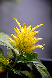 Yellow Jacobinia (Justicia aurea) at Lakeshore Garden Centres