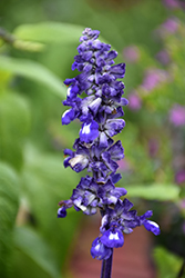 Sallyfun Blue Emotion Salvia (Salvia farinacea 'Sallyfun Blue Emotion') at Lakeshore Garden Centres