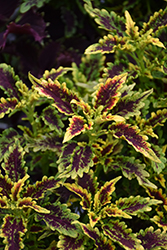 Robyn Coleus (Solenostemon scutellarioides 'Robyn') at Lakeshore Garden Centres