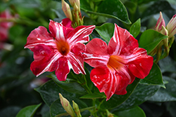 Sun Parasol Stars and Stripes Mandevilla (Mandevilla 'Sun Parasol Stars and Stripes') at Lakeshore Garden Centres