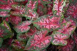 Carolyn Whorton Caladium (Caladium 'Carolyn Whorton') at Lakeshore Garden Centres