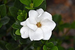 Gardenia (Gardenia jasminoides) at Lakeshore Garden Centres
