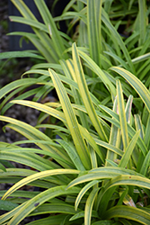 Neverland Agapanthus (Agapanthus 'Neverland') at Lakeshore Garden Centres