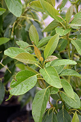 Joey Avocado (Persea americana 'Joey') at Lakeshore Garden Centres