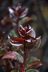 Ebony Fire Crapemyrtle (Lagerstroemia 'Ebony Fire') at Lakeshore Garden Centres