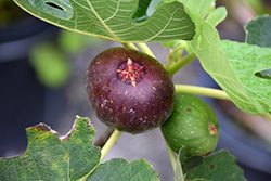 Celeste Fig (Ficus carica 'Celeste') at Lakeshore Garden Centres
