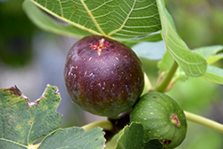 Brown Turkey Fig (Ficus carica 'Brown Turkey') at Golden Acre Home & Garden