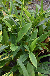 Dwarf Cardamom (Alpinia nutans) at Lakeshore Garden Centres