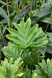 Hope Philodendron (Philodendron 'Hope') at Golden Acre Home & Garden