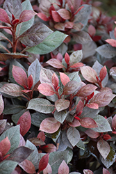 Crimson Majesty Azalea (Rhododendron 'Crimson Majesty') at Lakeshore Garden Centres