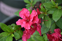 Bloom-A-Thon Red Magnificence Azalea (Rhododendron 'RLH1-10P18') at Lakeshore Garden Centres