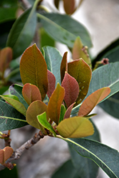 Coppertone Loquat (Eriobotrya japonica 'Coppertone') at Lakeshore Garden Centres