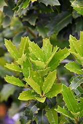 Oak Leaf Holly (Ilex 'Conaf') at Lakeshore Garden Centres