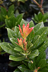 Southern Lady Japanese Pieris (Pieris japonica 'Greprs') at Lakeshore Garden Centres