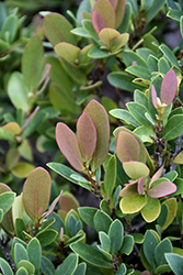 Coppertone Evergreen Distylium (Distylium 'PIIDIST-III') at Lakeshore Garden Centres