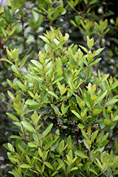 Scarlet's Peak Yaupon Holly (Ilex vomitoria 'Scarlet's Peak') at Lakeshore Garden Centres