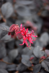 Cherry Blast Fringeflower (Loropetalum chinense 'Cherry Blast') at Lakeshore Garden Centres