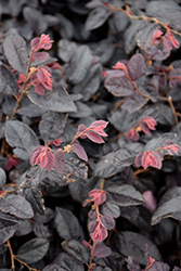 Cherry Blast Fringeflower (Loropetalum chinense 'Cherry Blast') at Lakeshore Garden Centres