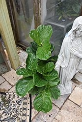 Fiddle Leaf Fig (Ficus lyrata) at Peter Knippel Garden Centre
