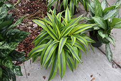 Goldstar Dracaena (Dracaena warneckii 'Goldstar') at Lakeshore Garden Centres