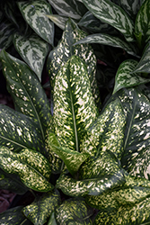 Lumina Chinese Evergreen (Aglaonema 'Lumina') at Lakeshore Garden Centres