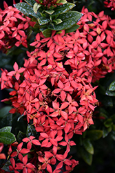 Flame of the Woods (Ixora coccinea) at Lakeshore Garden Centres