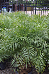 Pygmy Date Palm (Phoenix roebelenii) at Lakeshore Garden Centres