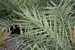 Sylvester Date Palm (Phoenix sylvestris) at Lakeshore Garden Centres