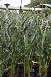Gold Crest Yellow Bird Of Paradise (Strelitzia reginae 'Gold Crest') at Lakeshore Garden Centres