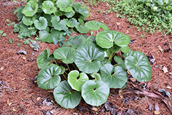 Giant Leopard Plant (Ligularia tussilaginea 'Gigantea') at Lakeshore Garden Centres