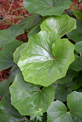 Giant Leopard Plant (Ligularia tussilaginea 'Gigantea') at Lakeshore Garden Centres