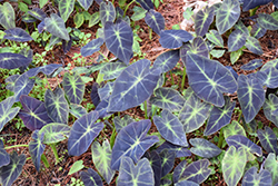 Black Beauty Elephant Ear (Colocasia esculenta 'Black Beauty') at Lakeshore Garden Centres