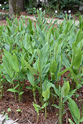 White Butterfly Ginger Lily (Hedychium coronarium) at Lakeshore Garden Centres