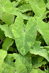 Elena Elephant Ear (Colocasia esculenta 'Elena') at Lakeshore Garden Centres