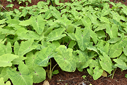 Elena Elephant Ear (Colocasia esculenta 'Elena') at Lakeshore Garden Centres