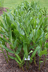 Peach Delight Ginger Lily (Hedychium 'Peach Delight') at Lakeshore Garden Centres